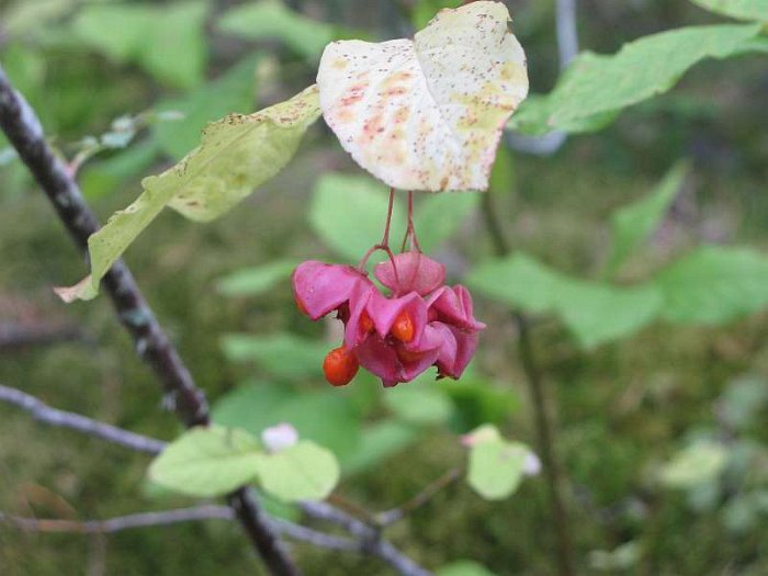 Euonymus latifolius (2)